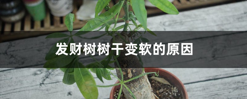 发财树树干变软的原因,能救活吗 发财树树干变软的原因,能救活吗