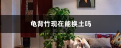 龟背竹现在能换土吗（四季养护）