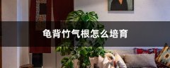 龟背竹气根怎么培育