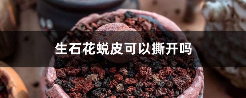 生石花蜕皮可以撕开吗，什么时候蜕皮