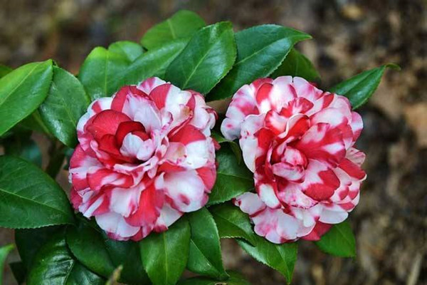 年后就种“2种”花,花苞拳头大,春天开花开满枝 年后就种“2种”花,花苞拳头大,春天开花开满枝
