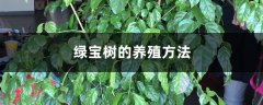 绿宝树的养殖方法和注意事项大全