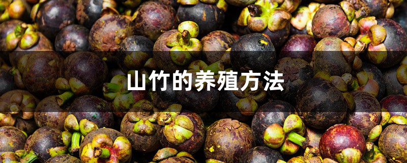 山竹的养殖方法和注意事项大全 山竹的养殖方法和注意事项大全