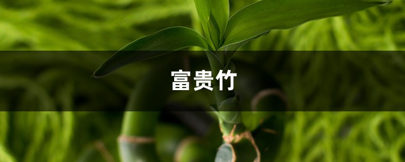 他家富贵竹,长成了9层宝塔,大吉大利,富贵逼人! 他家富贵竹,长成了9层宝塔,大吉大利,富贵逼人!