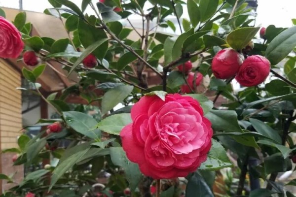 冬天露养无压力,这6种花越冻越红! 冬天露养无压力,这6种花越冻越红!