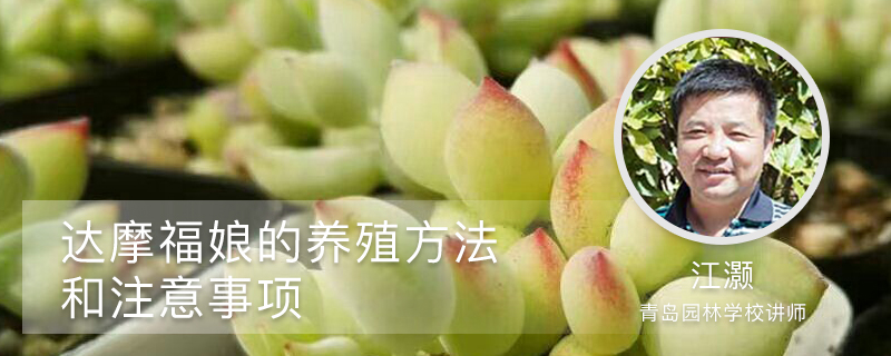 达摩福娘的养殖方法和注意事项 达摩福娘的养殖方法和注意事项