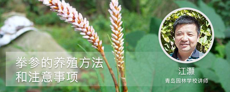拳参的养殖方法和注意事项 拳参的养殖方法和注意事项