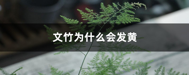 文竹为什么会发黄 文竹为什么会发黄