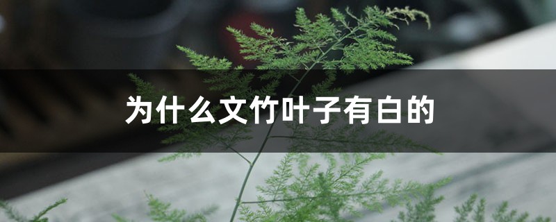 为什么文竹叶子有白的 为什么文竹叶子有白的