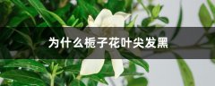 为什么栀子花叶尖发黑