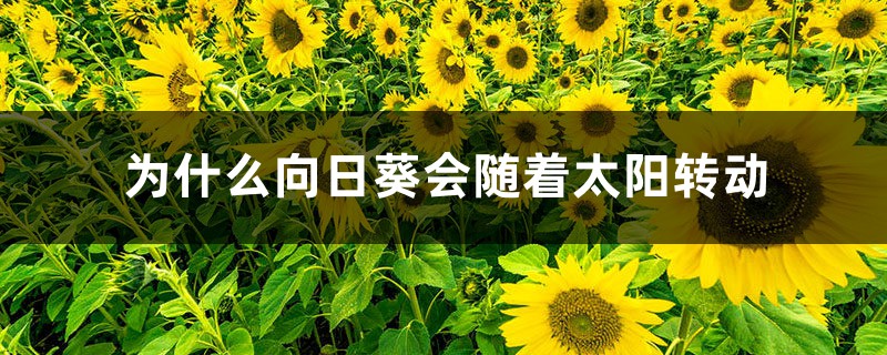 为什么向日葵会随着太阳转动,向着太阳开 为什么向日葵会随着太阳转动,向着太阳开