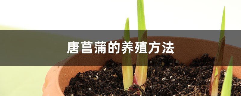 唐菖蒲的养殖方法和注意事项大全 唐菖蒲的养殖方法和注意事项大全