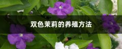 双色茉莉的养殖方法和注意事项大全