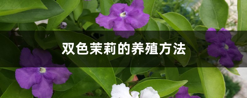 双色茉莉的养殖方法和注意事项大全