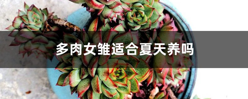 多肉女雏适合夏天养吗 多肉女雏适合夏天养吗