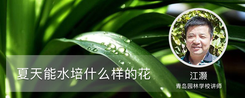 夏天能水培什么样的花 夏天能水培什么样的花