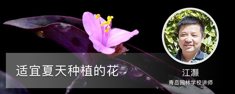 适宜夏天种植的花 适宜夏天种植的花