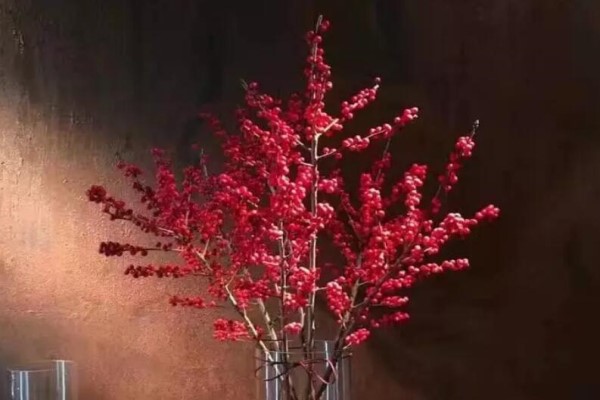 这花耐阴耐寒,剪根枝插瓶里,3天就开花,亲戚邻居抢着要! 这花耐阴耐寒,剪根枝插瓶里,3天就开花,亲戚邻居抢着要!