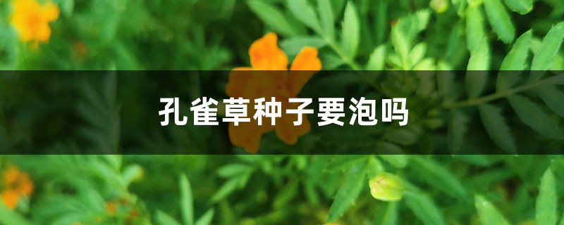 孔雀草种子要泡吗，何时播种