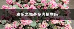 雅乐之舞是多肉植物吗，花语是什么