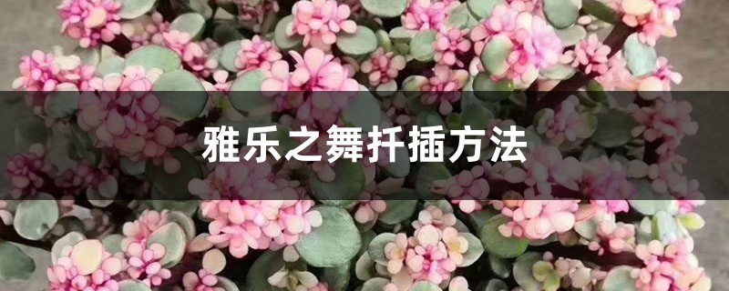 雅乐之舞扦插、嫁接方法 雅乐之舞扦插、嫁接方法