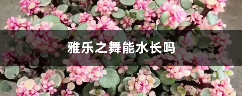雅乐之舞能水长吗,能养多久 雅乐之舞能水长吗,能养多久