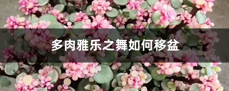 多肉雅乐之舞如何移盆,怎么换土和造型 多肉雅乐之舞如何移盆,怎么换土和造型