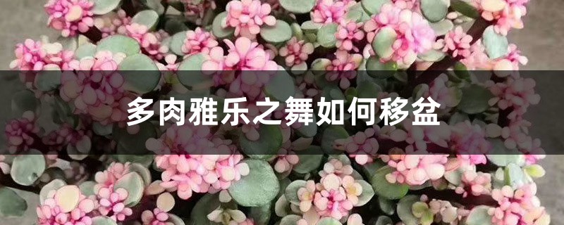 多肉雅乐之舞如何移盆，怎么换土和造型