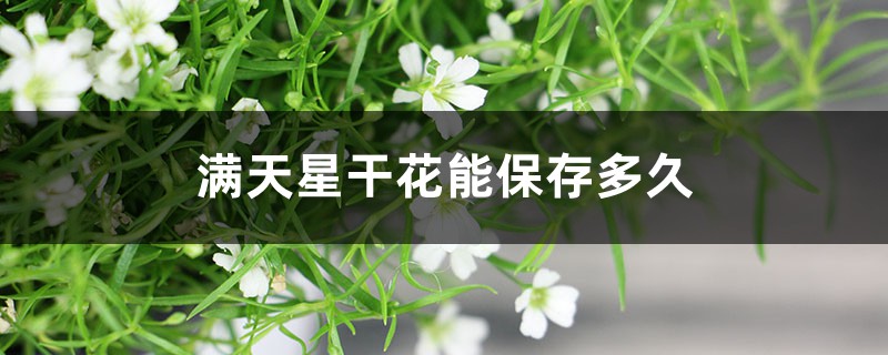 满天星干花能保存多久，买回来要水养吗