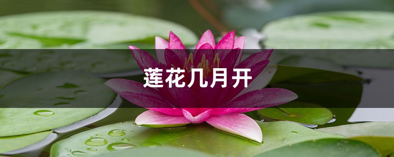 莲花几月开，怎么养