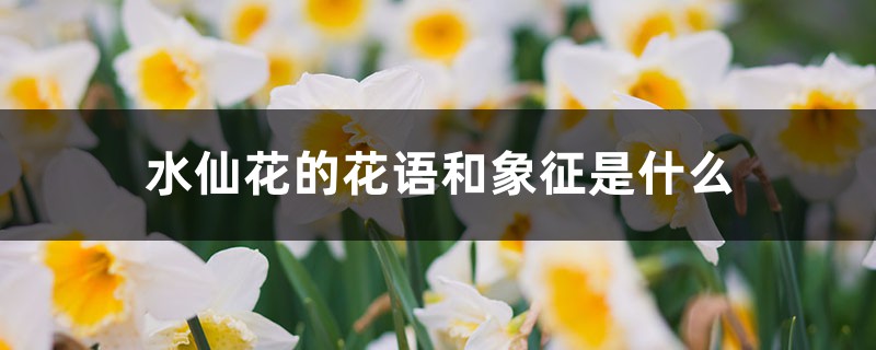 水仙花的花语和象征是什么 水仙花的花语和象征是什么