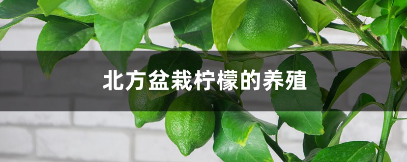 北方盆栽柠檬的养殖方法和注意事项 北方盆栽柠檬的养殖方法和注意事项