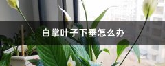 白掌叶子下垂怎么办，不要慌教你一招就恢复