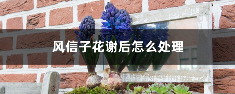 风信子花谢后怎么处理,能复花吗 风信子花谢后怎么处理,能复花吗