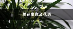 兰花寓意及花语，如何在家里养