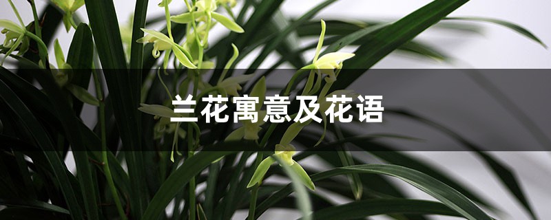 兰花寓意及花语,如何在家里养 兰花寓意及花语,如何在家里养