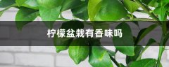 柠檬盆栽有香味吗，柠檬籽怎么种小盆栽