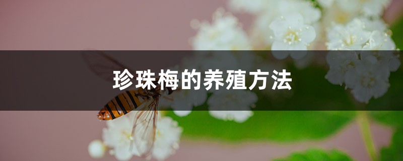 珍珠梅的养殖方法大全