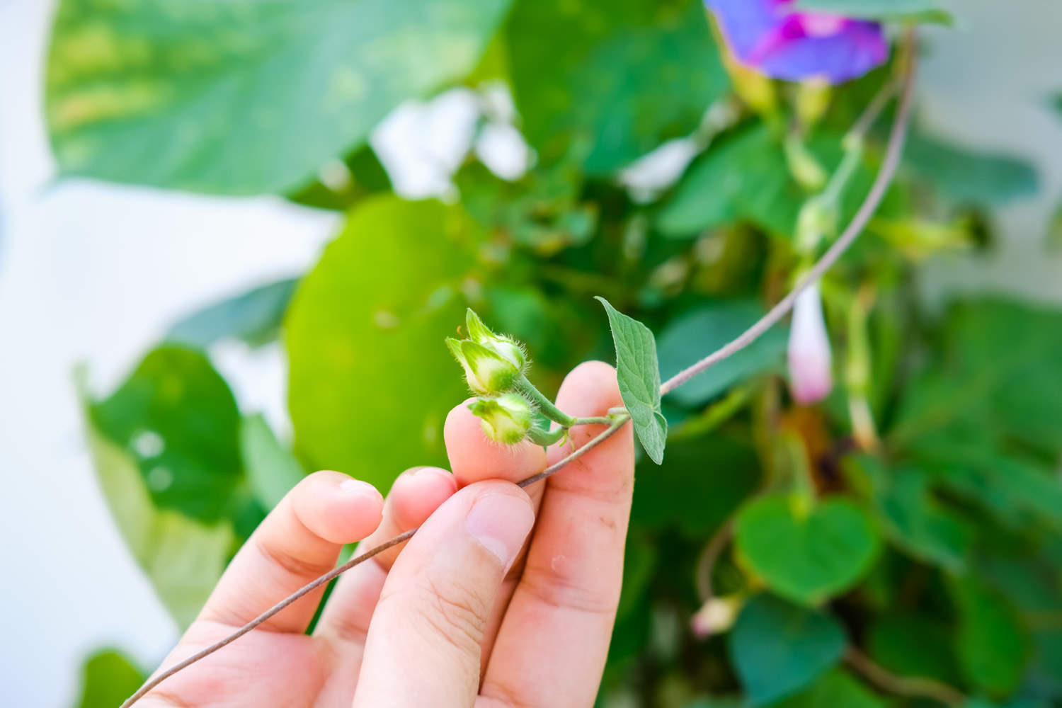 牵牛花