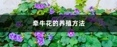 牵牛花的养殖方法大全