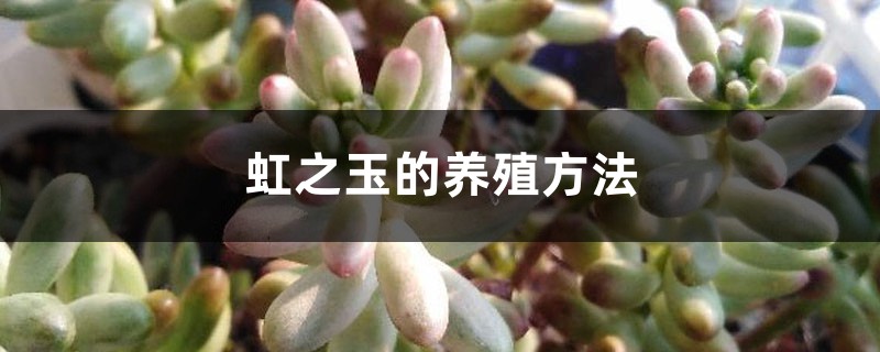 虹之玉的养殖方法大全 虹之玉的养殖方法大全