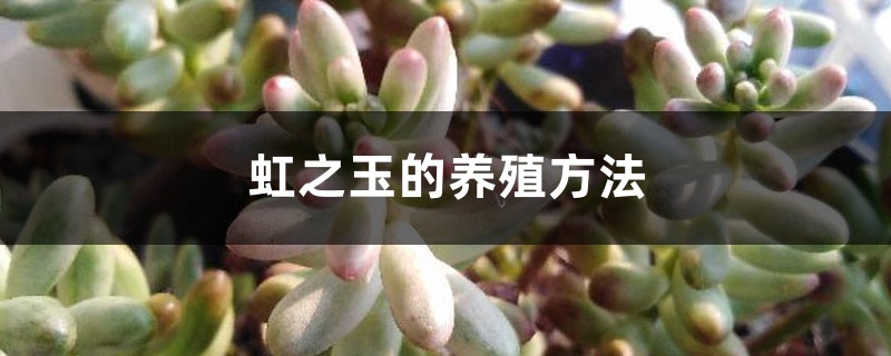 虹之玉的养殖方法大全