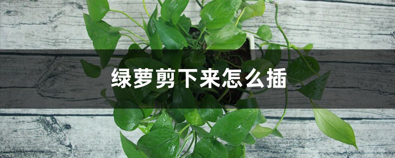 绿萝剪下来怎么插 绿萝剪下来怎么插