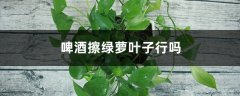 啤酒擦绿萝叶子行吗（什么植物可以用啤酒擦）