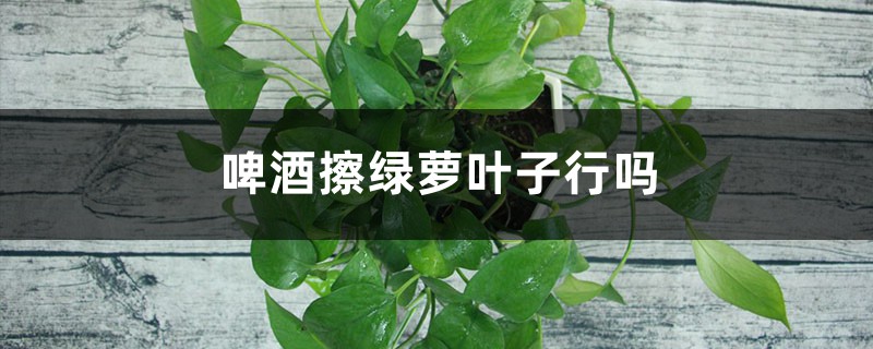 啤酒擦绿萝叶子行吗(什么植物可以用啤酒擦) 啤酒擦绿萝叶子行吗(什么植物可以用啤酒擦)