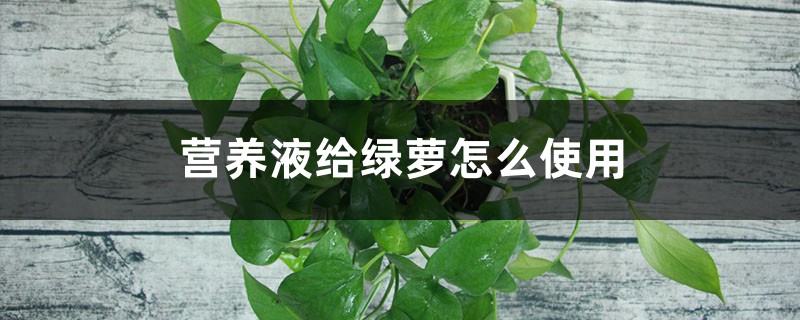 营养液给绿萝怎么使用(土培和水培使用方法) 营养液给绿萝怎么使用(土培和水培使用方法)
