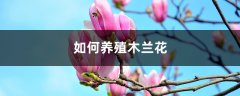 “木兰花”真好看，学会这“5点”，著名植物家里养！