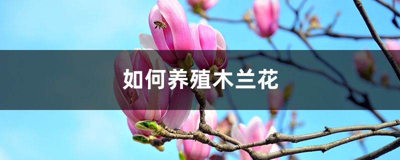 “木兰花”真好看,学会这“5点”,著名植物家里养! “木兰花”真好看,学会这“5点”,著名植物家里养!