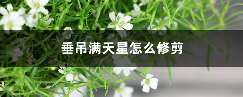 垂吊满天星怎么修剪，干枯了如何补救