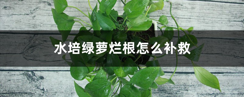 水培绿萝烂根怎么补救 水培绿萝烂根怎么补救